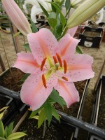 [4352 Catcher VWS No02.JPG]